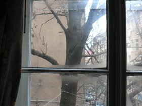 2010.01.14-Gladston_Tree